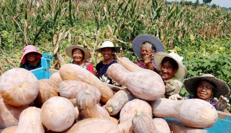 可恶!女子千余亩南瓜频遭附近老人组团偷窃,他们为何专挑这家下手?