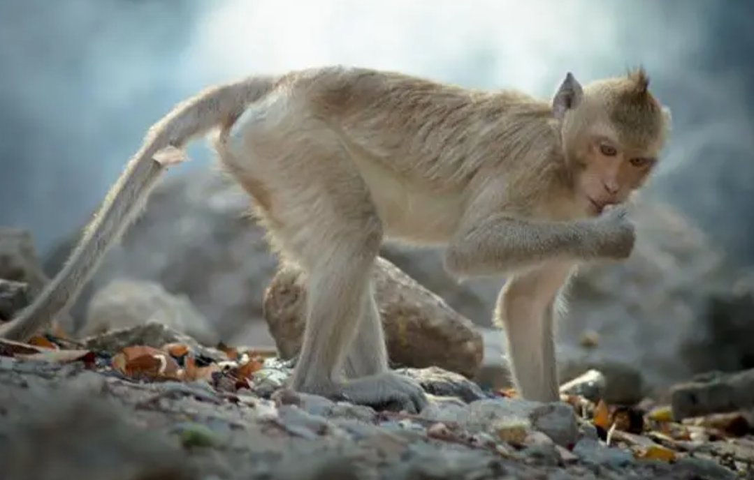 眼大肚小是什么意思打一生肖