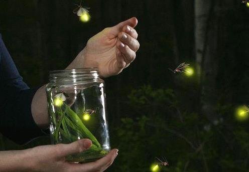 云南发现3个萤火虫新种,但我们却许久没见萤火虫了,它们到底去哪了?