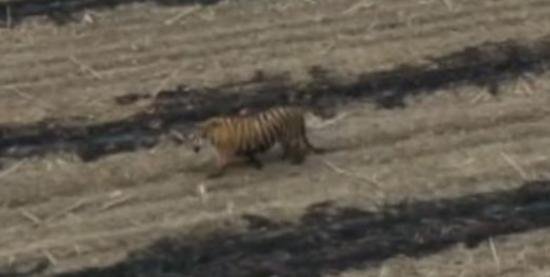 黑龙江被控制老虎将被提取基因,此举的原因是什么?