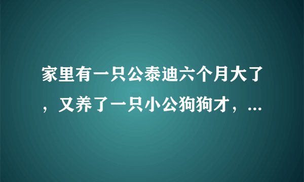 家里有一只公泰迪六个月大了，又养了一只小公狗狗才，一个月大，泰迪老是骑在小狗的身上怎么办？