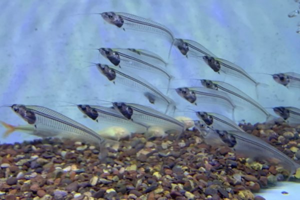 什么是玻璃鱼？