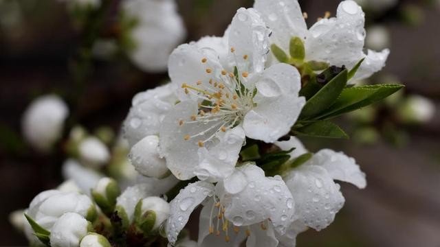 雨打梨花的意思