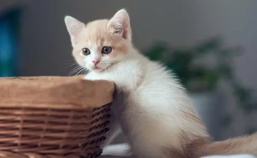 广东女孩推门夹死小猫，家长将带她看心理医生，你觉得她需要心理疏导吗？