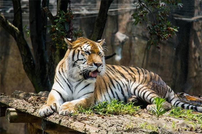 黑龙江被控制老虎将被提取基因,此举的原因是什么?