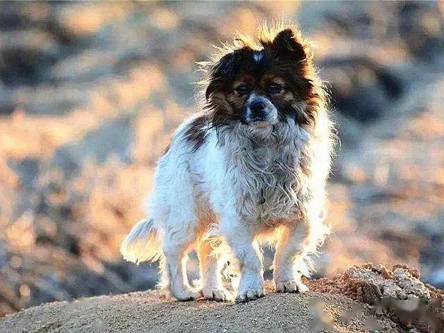 郑州一小区的流浪狗遭几名保安断头扒皮，保安这么做的原因是什么？