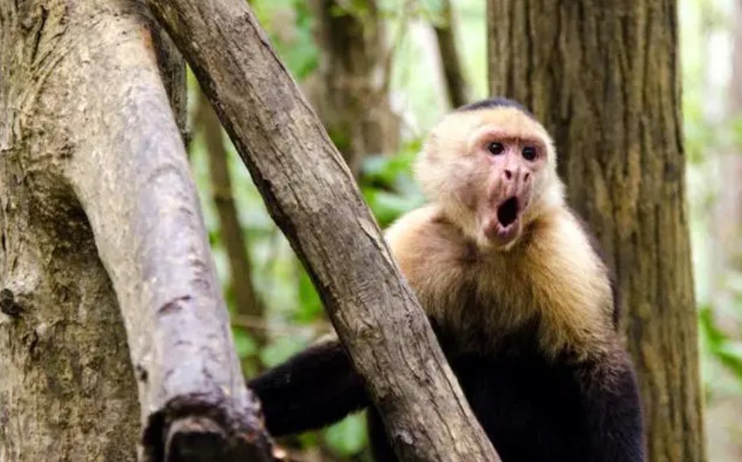 眼大肚小是什么意思打一生肖