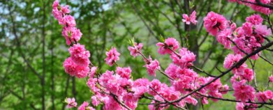 人间最美四月天的下一句是什么？