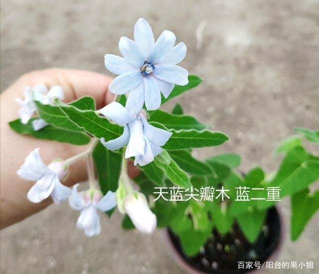 植物27,这是什么花?
