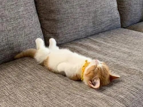 广东女孩推门夹死小猫，家长将带她看心理医生，你觉得她需要心理疏导吗？