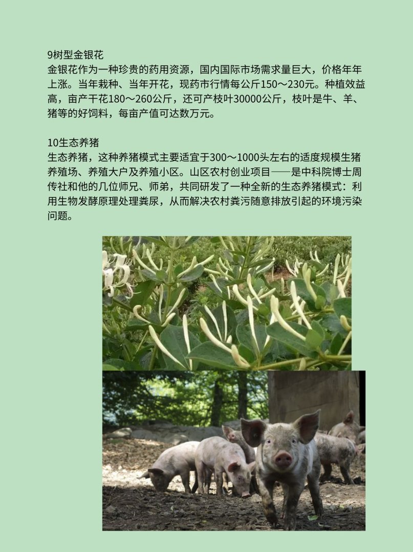 10个农业致富项目