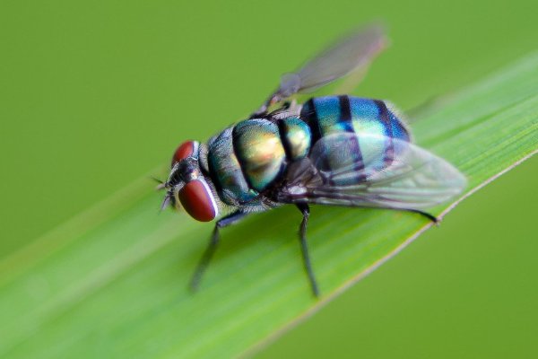 苍蝇拼音怎么读