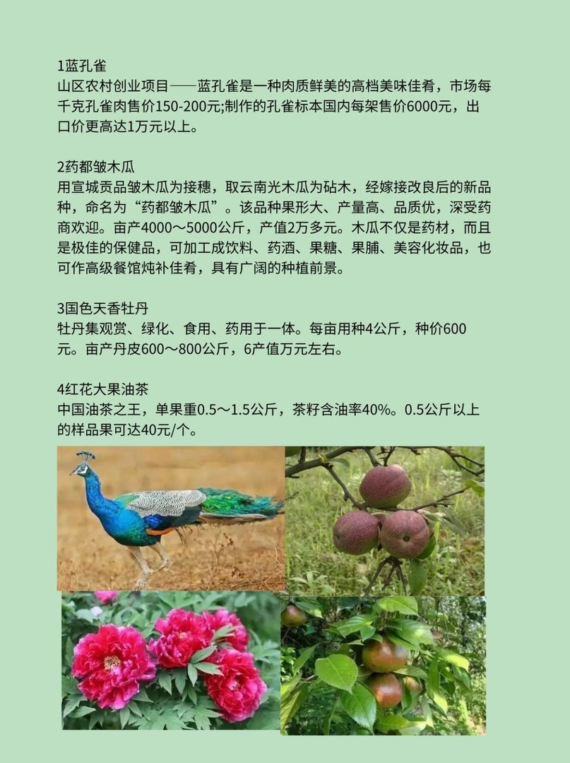 10个农业致富项目