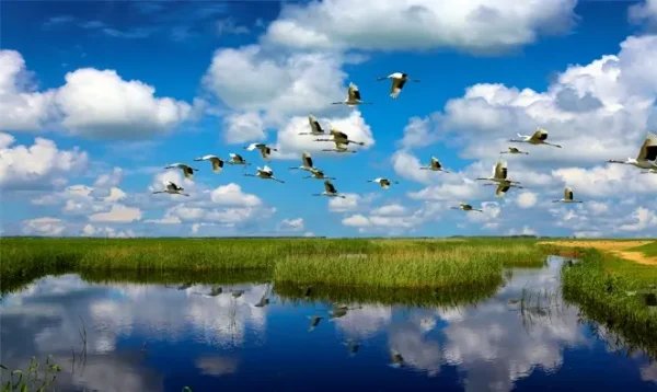 卫星视角感受中国湿地保护成效,湿地保护有哪些必要性?
