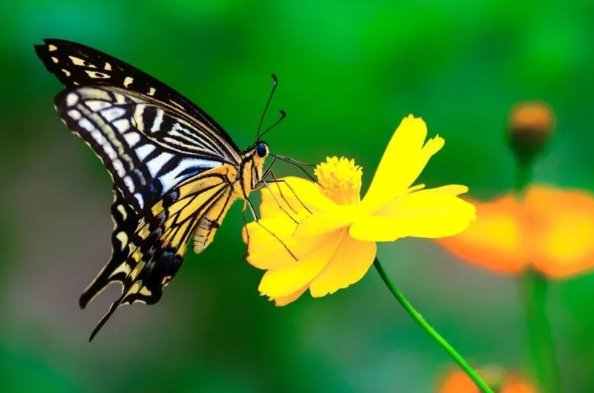 世界上有吃人的蝴蝶吗?在哪里有?