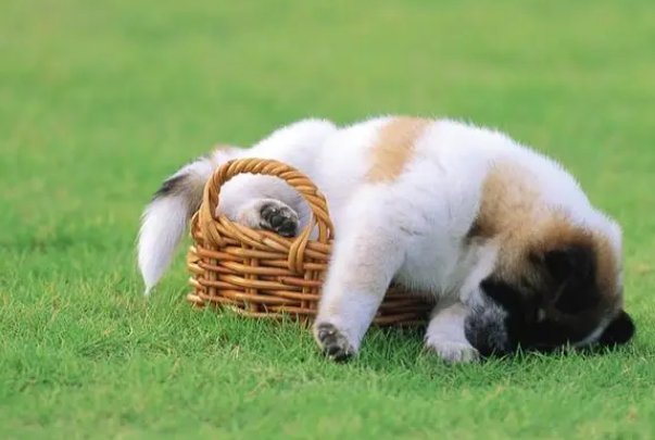 的字的笔顺笔画顺序