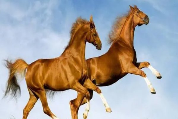 28岁属什么生肖2023