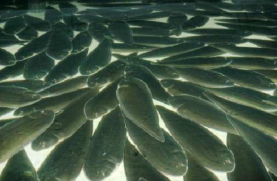 龙俐鱼与舌鳎鱼是一种鱼吗