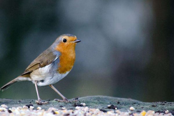 什么动物没有利齿？