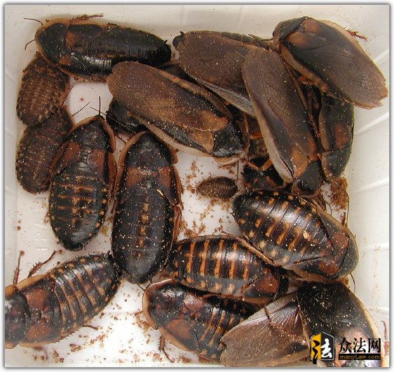 蟑螂门的网民态度