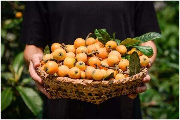 科学家用一辈子为枇杷改名，枇杷原产地到底是中国还是日本?