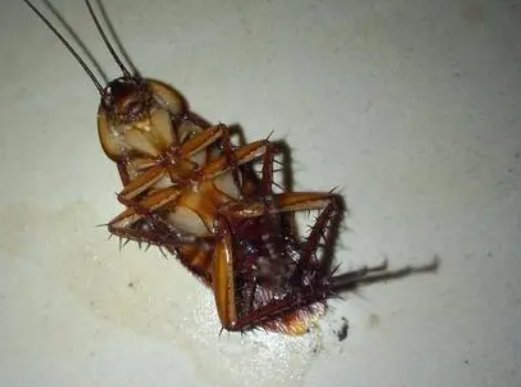 蟑螂会靠近熟睡的人吗？