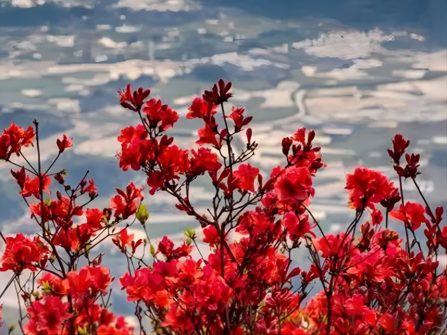 映山红与杜鹃花有啥区别