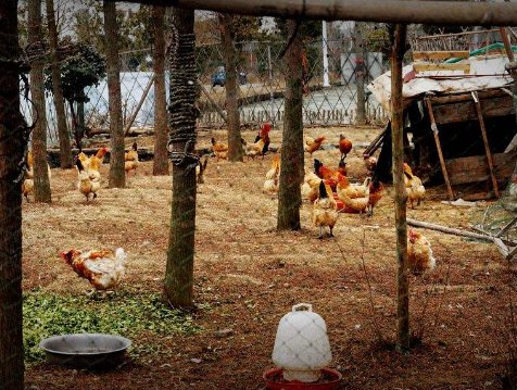 重庆多名农户家中所养的鸡被盗，盗贼是如何让百只鸡一声未叫的？