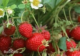 草莓原产地是哪里