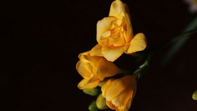 金枝碧玉用什么土种植最好？