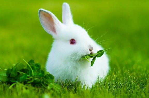 萧墙之祸打一生肖