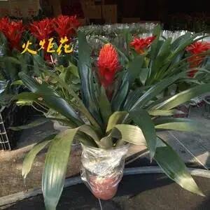 卉怎么读什么意思