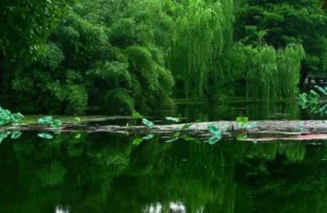 大树的现代诗歌？