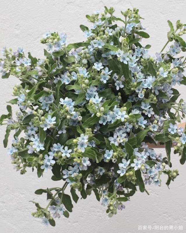 植物27,这是什么花?