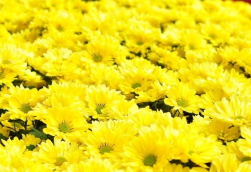 Daisy什么意思?什么读音？