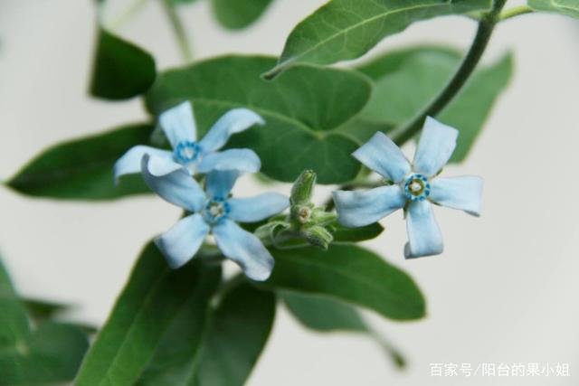 植物27,这是什么花?