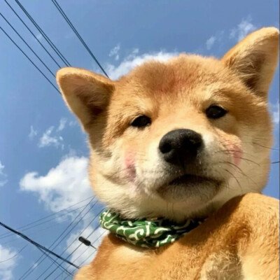 重庆男童被恶犬伤害，其父接受55万和解，养狗应该注意哪些规矩？