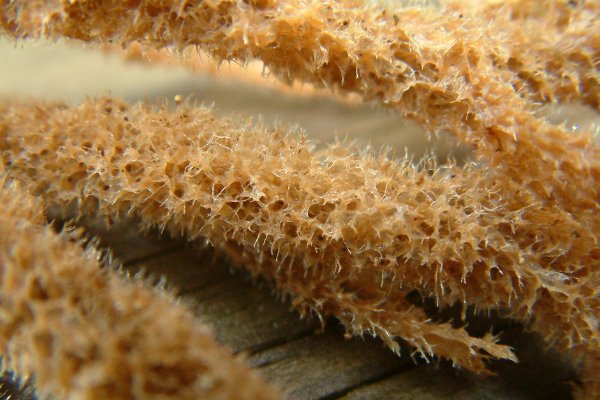 海绵是如何生长的？