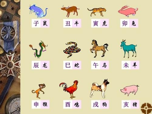 时续时续是指什么动物