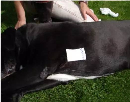 狗狗异物卡住怎么办 观察狗狗很重要