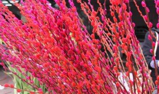 银柳是干养还是水培 银柳怎么干养