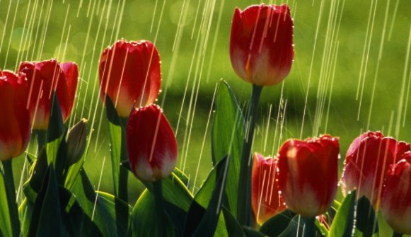 什么样的鲜花填词语