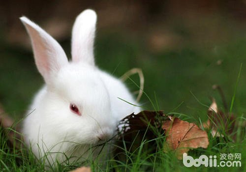 兔子应该怎么抱啊？