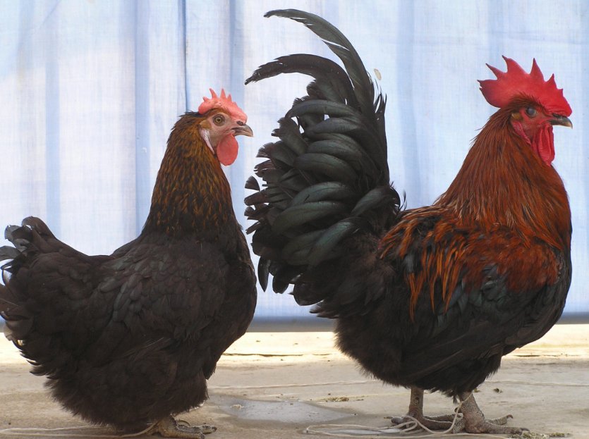 伫候佳音正确生肖