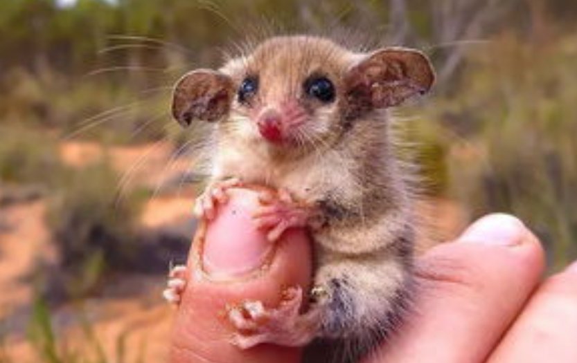 负鼠是国家保护动物吗