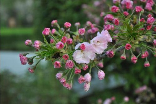 遥看春色近却无全诗是什么？