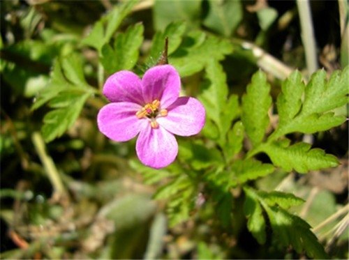 汉荭鱼腥草的介绍