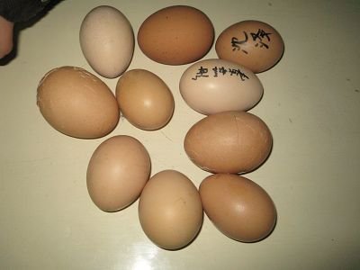 吉林高速上，一只母鸡在收费站下蛋后拔腿就跑，母鸡下蛋是否会挑地方？