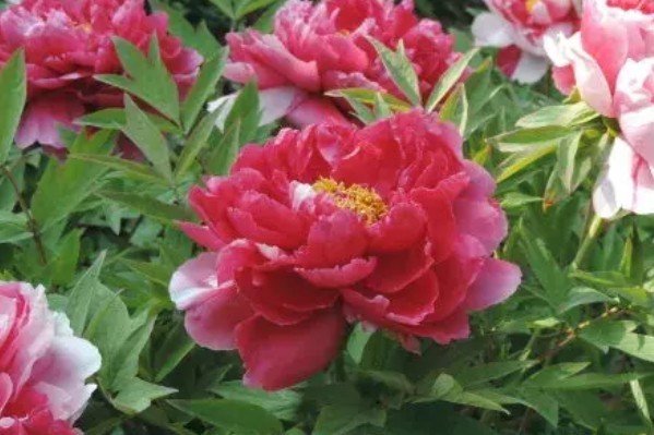 花的颜色有哪几种？