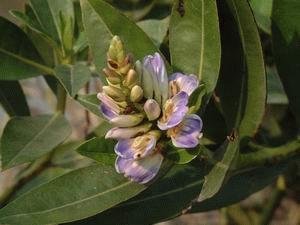 山红树的形态特征